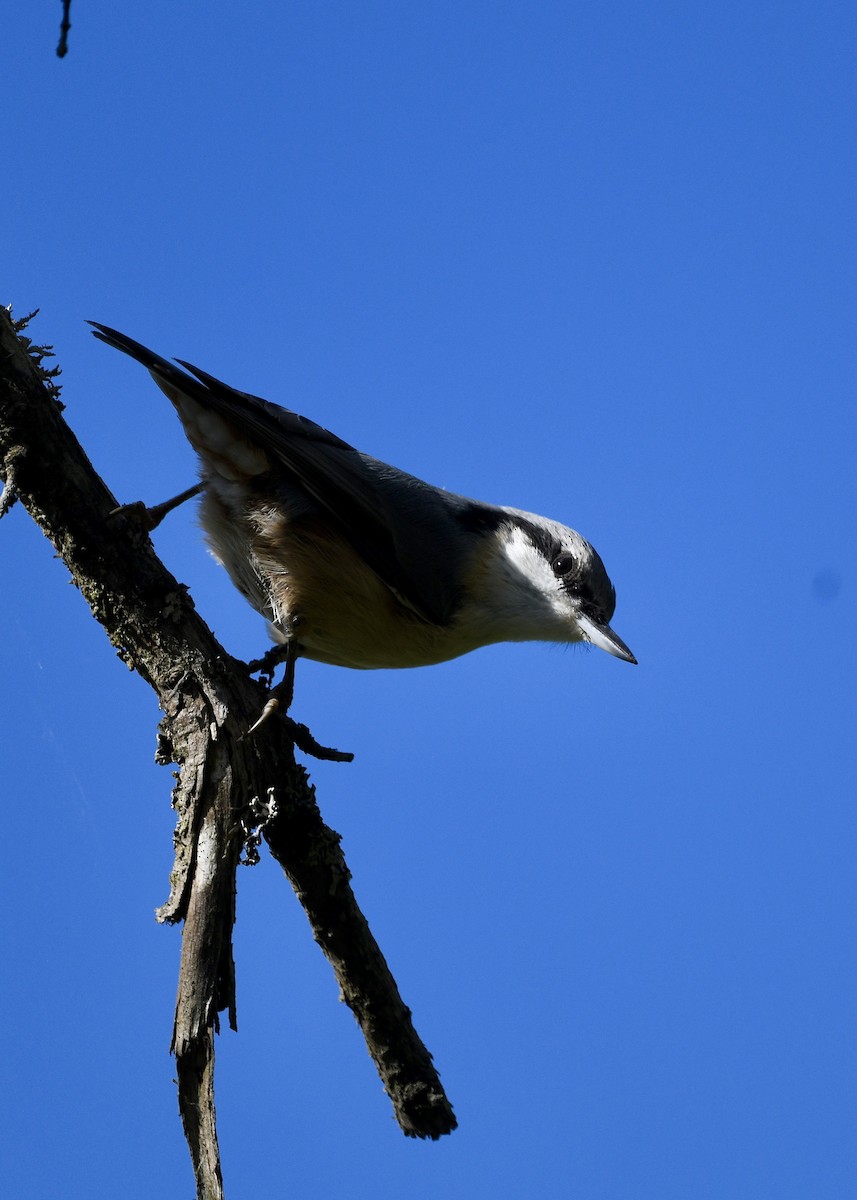 Garrapo eurasiarra - ML642037145