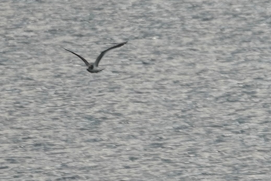 Sabine's Gull - ML642037146
