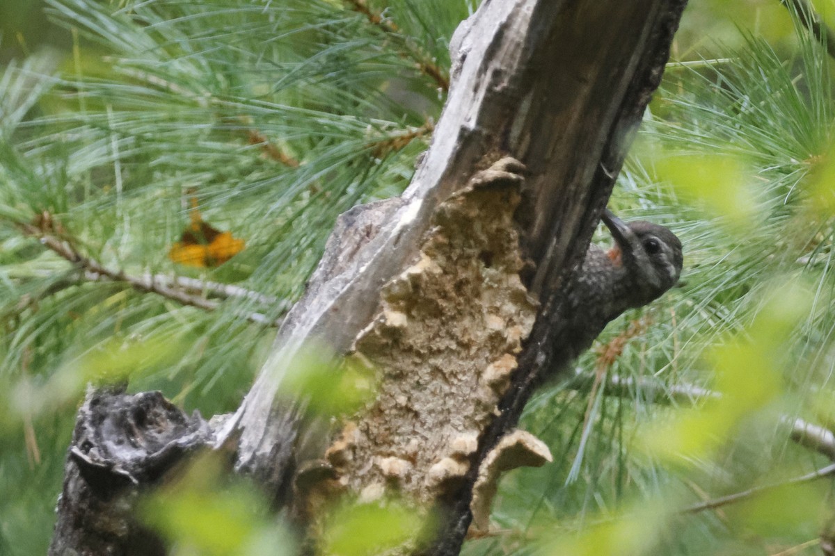 Yellow-bellied Sapsucker - ML642037147