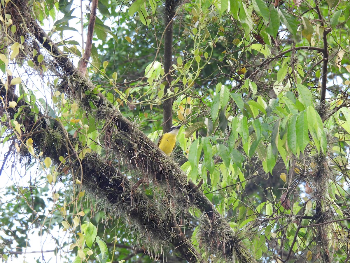 Boat-billed Flycatcher - ML642037151