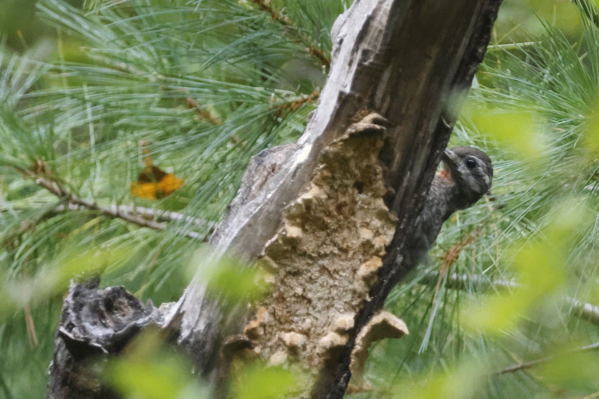 Yellow-bellied Sapsucker - ML642037152