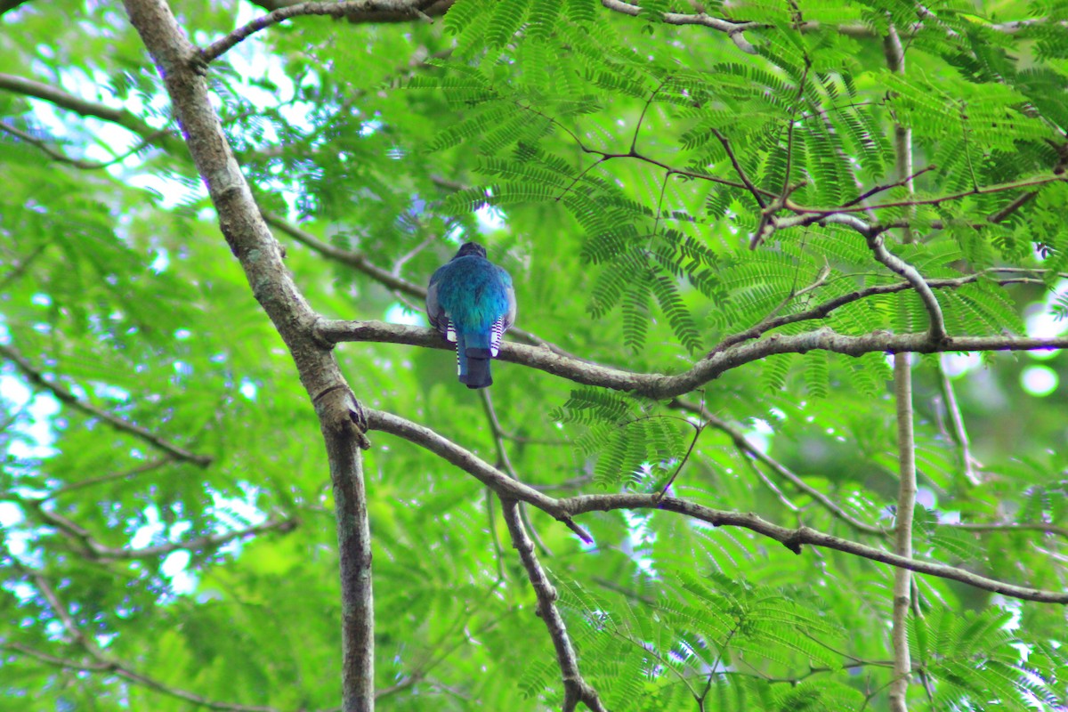 Trogon pattu - ML642037156