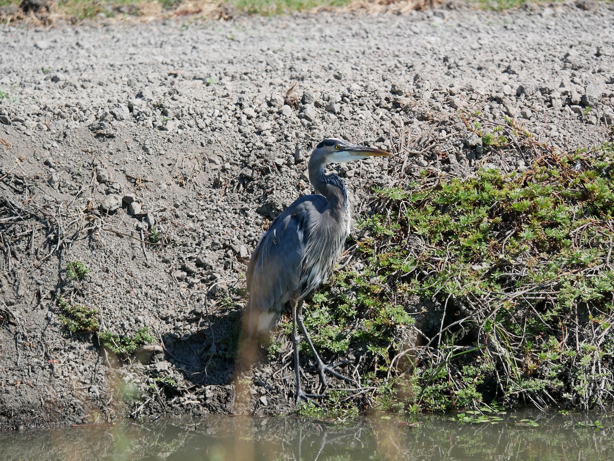 Great Blue Heron - ML642037157