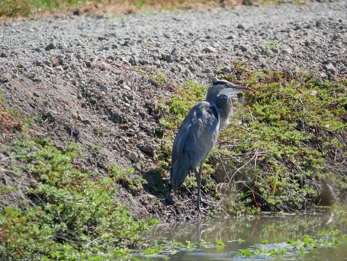 Great Blue Heron - ML642037158