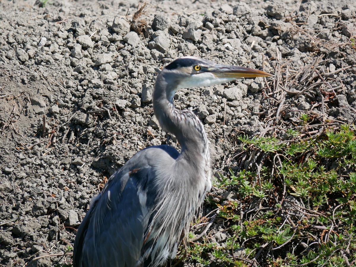 Great Blue Heron - ML642037159