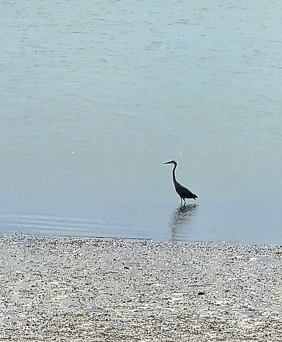 Great Blue Heron (Great Blue) - ML642037180