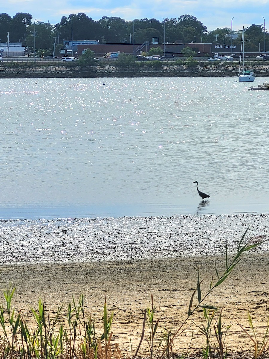 Great Blue Heron (Great Blue) - ML642037181