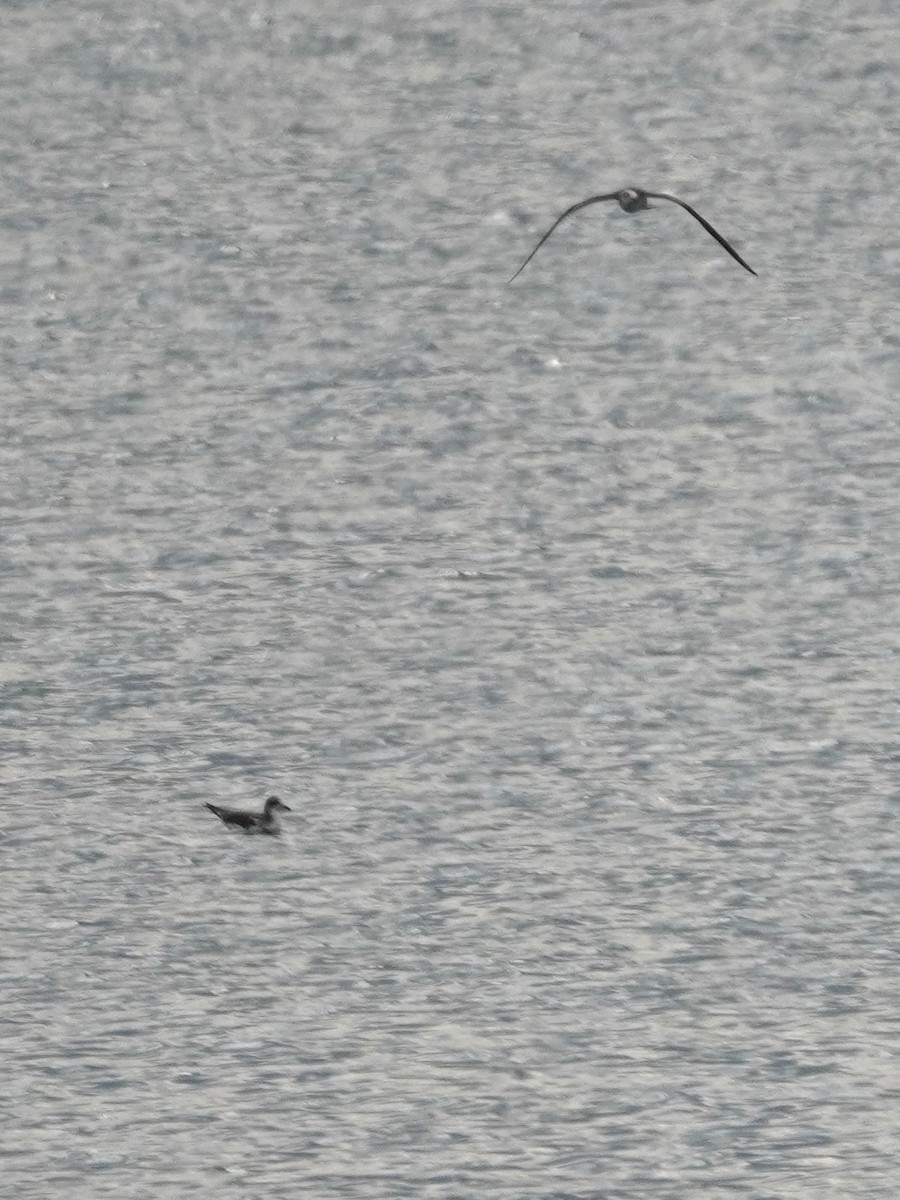 Sabine's Gull - ML642037184