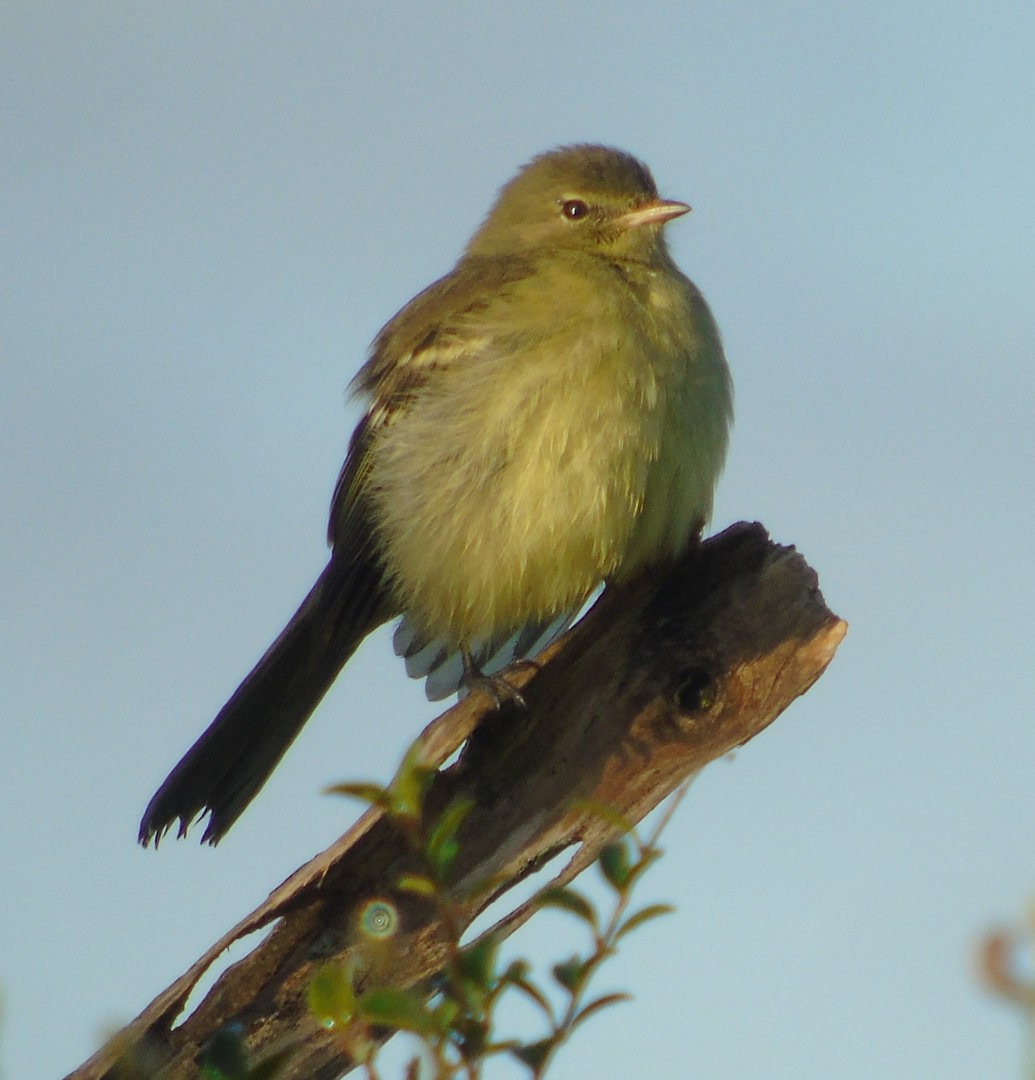 Small-headed Elaenia - ML642037188