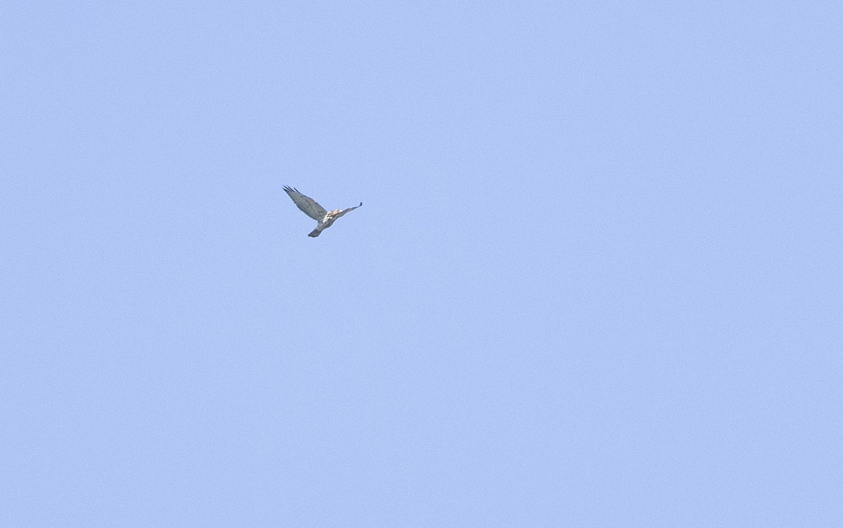 bredvingevåk - ML642037206