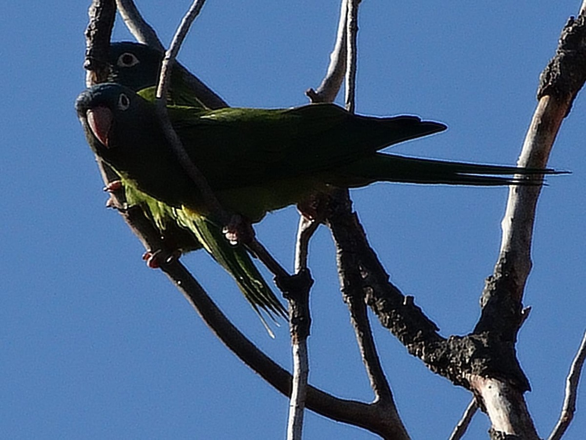 Blue-crowned Parakeet - ML642037232