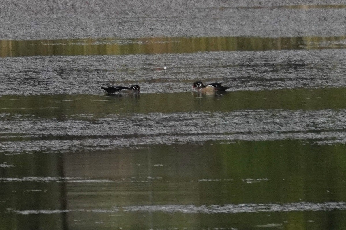 Canard branchu - ML642037239