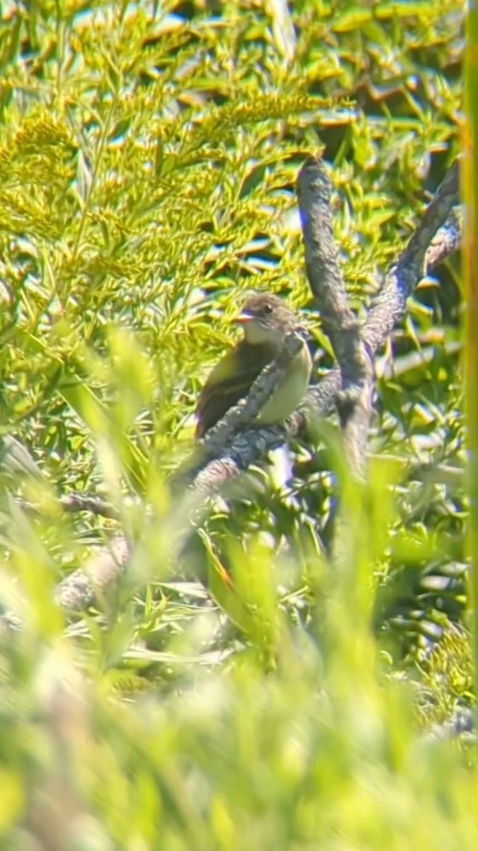 Least Flycatcher - ML642037246