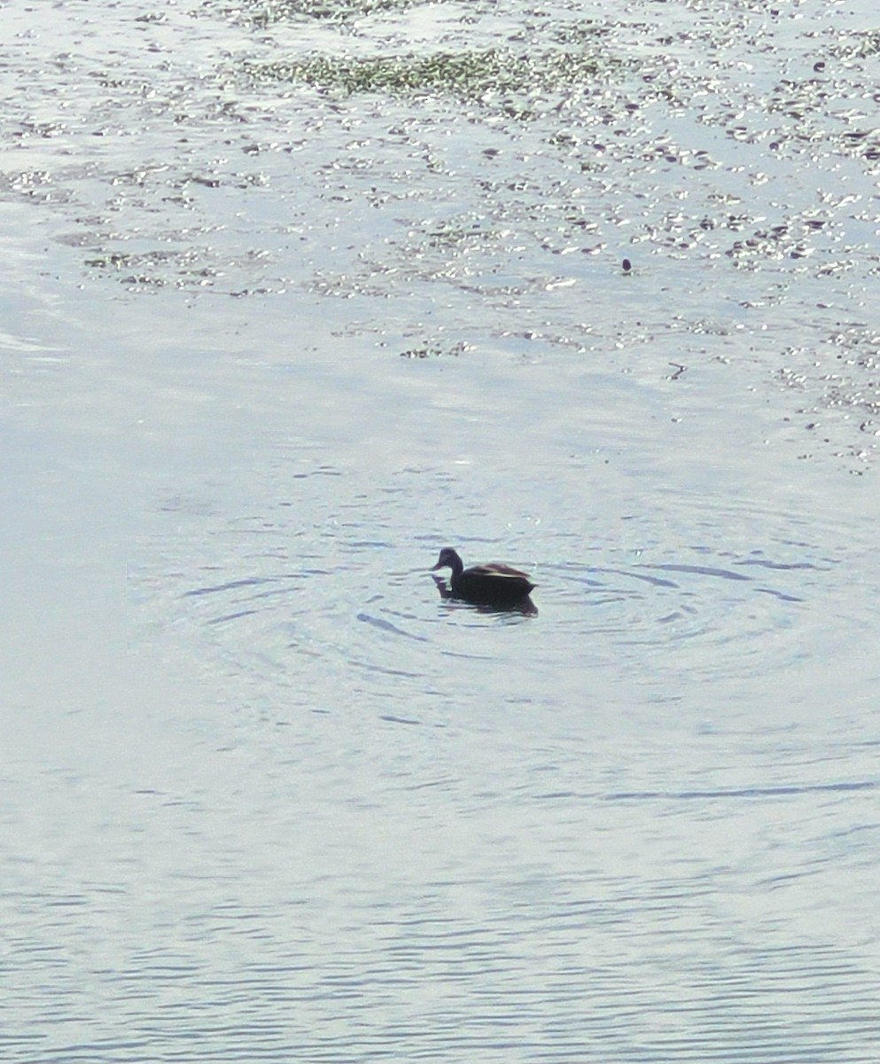 American Black Duck - ML642037250