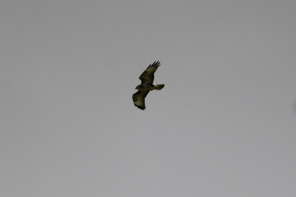 Buse variable - ML642037252