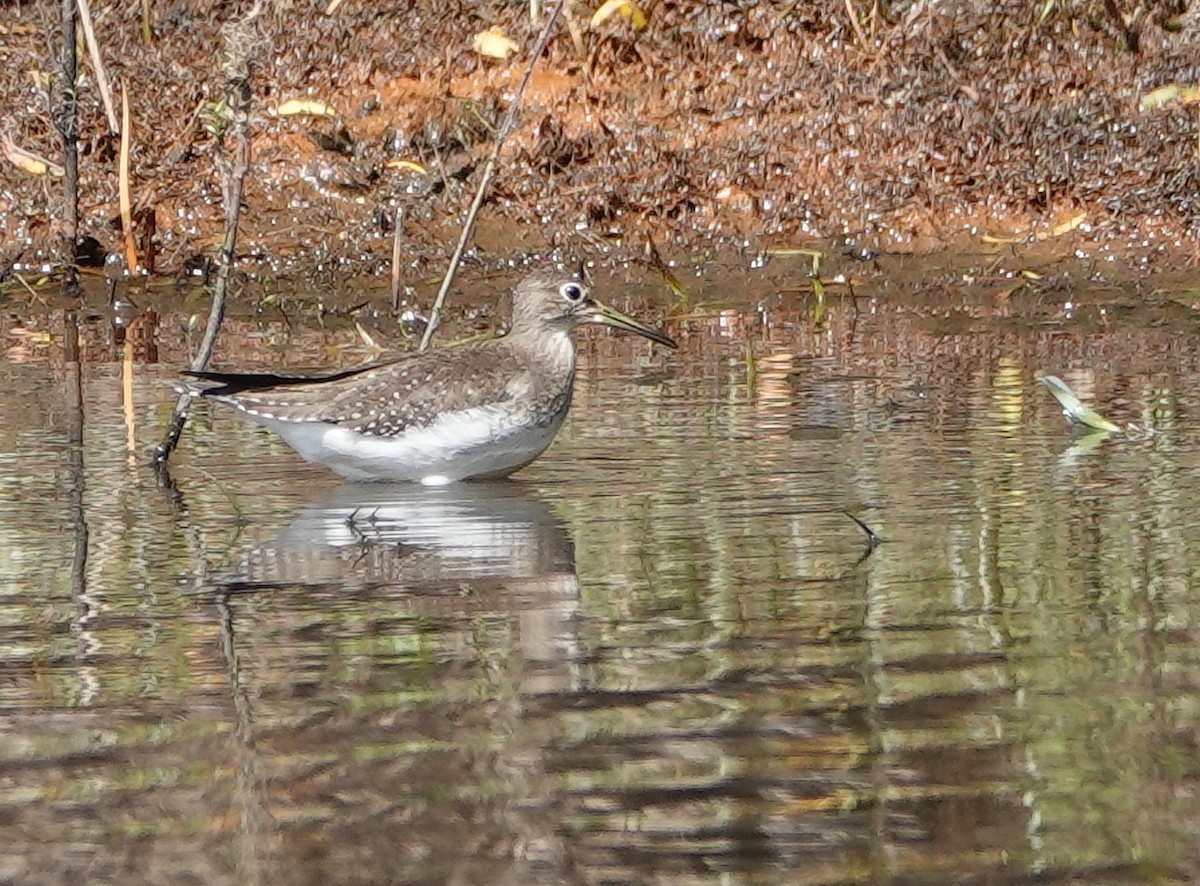 Solitary Sandpiper - ML642037254