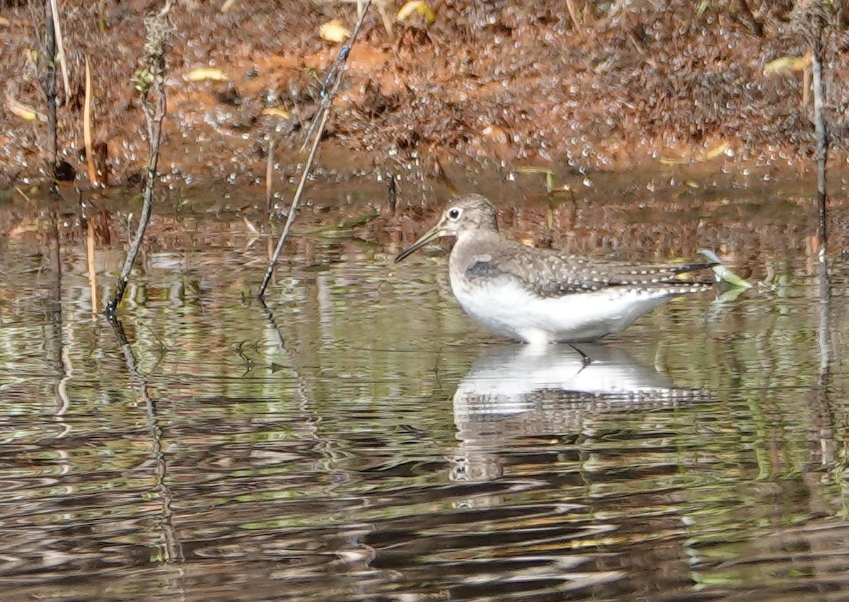 Solitary Sandpiper - ML642037255