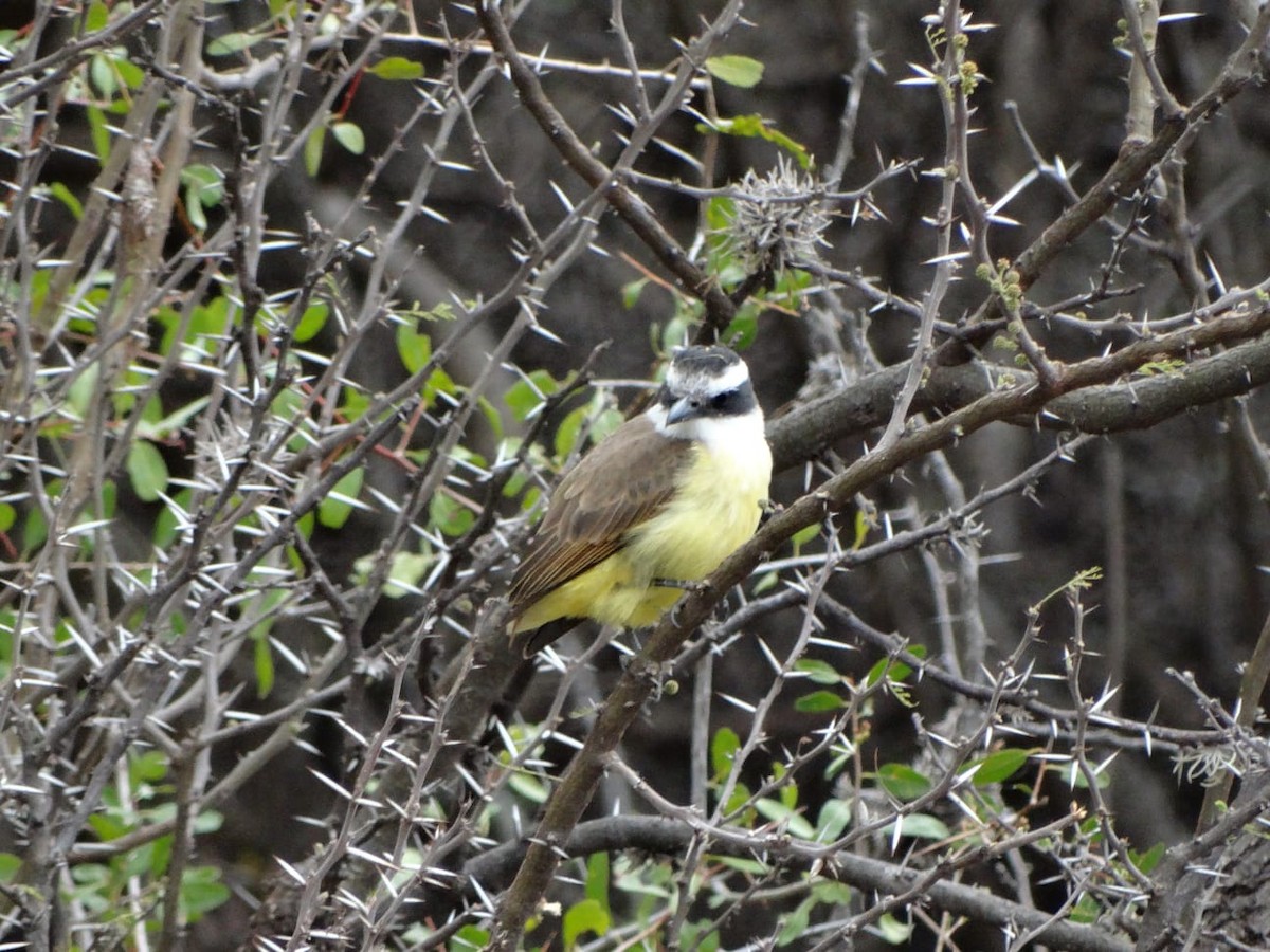 Great Kiskadee - ML642037258