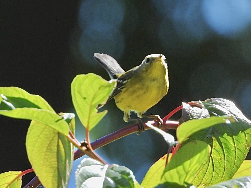 Magnolia Warbler - ML642037260