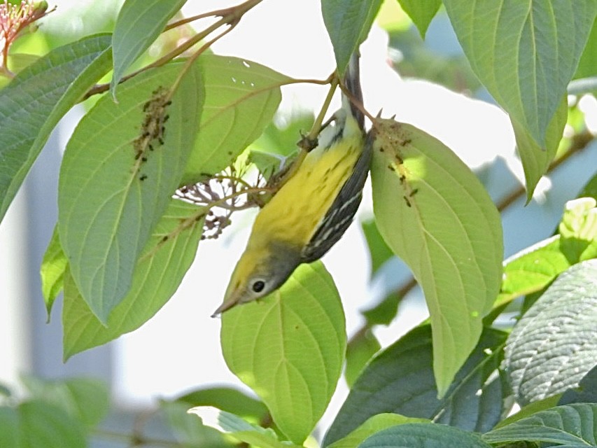 Magnolia Warbler - ML642037261