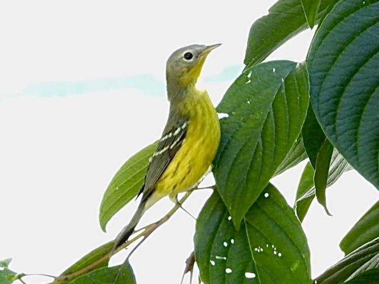Magnolia Warbler - ML642037262