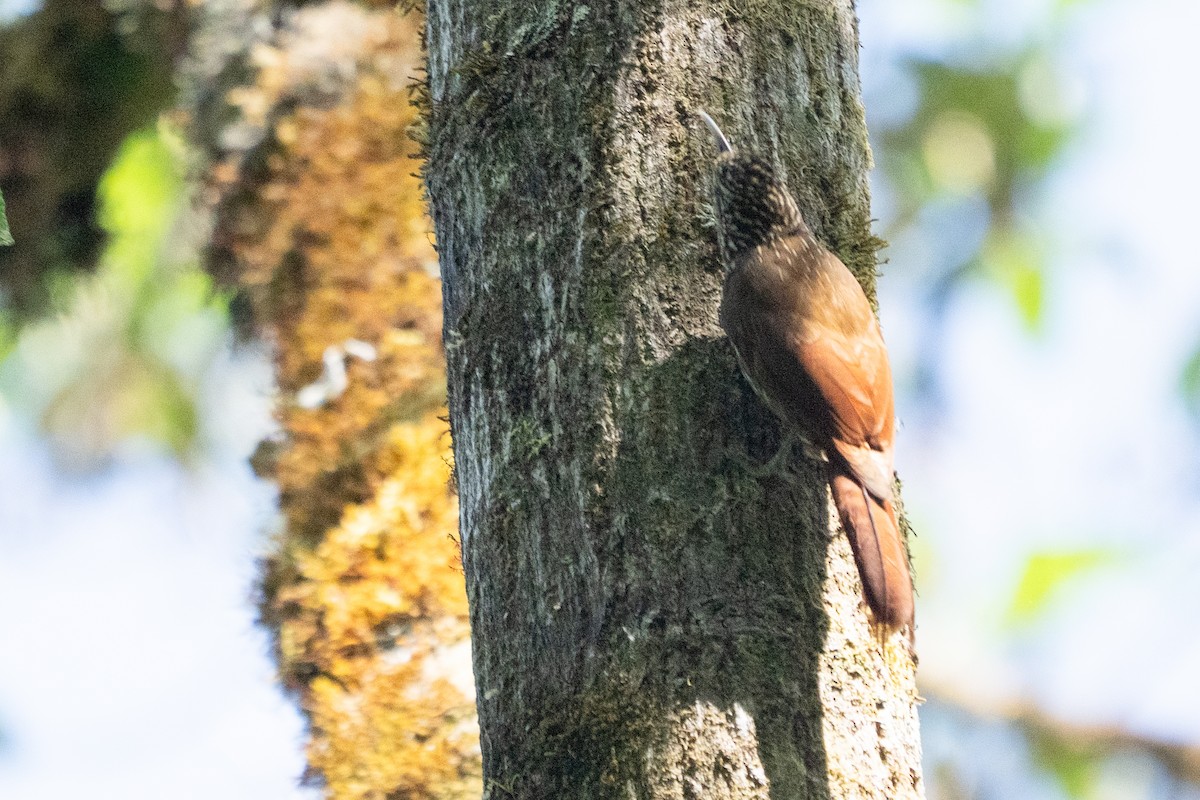 Spot-crowned Woodcreeper - ML642037270