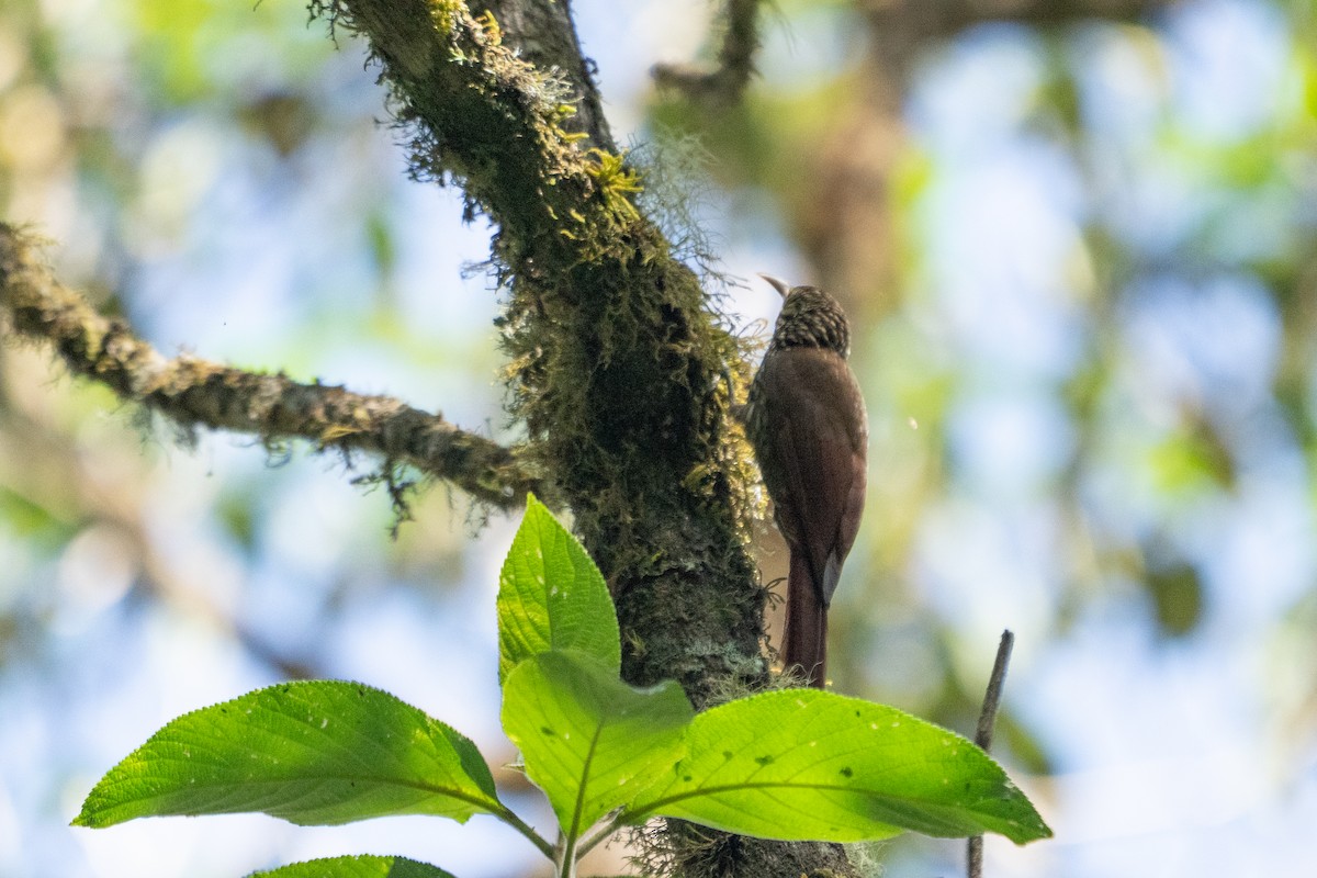 Spot-crowned Woodcreeper - ML642037272