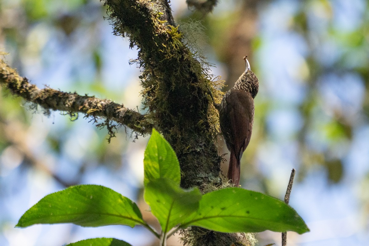 Spot-crowned Woodcreeper - ML642037273