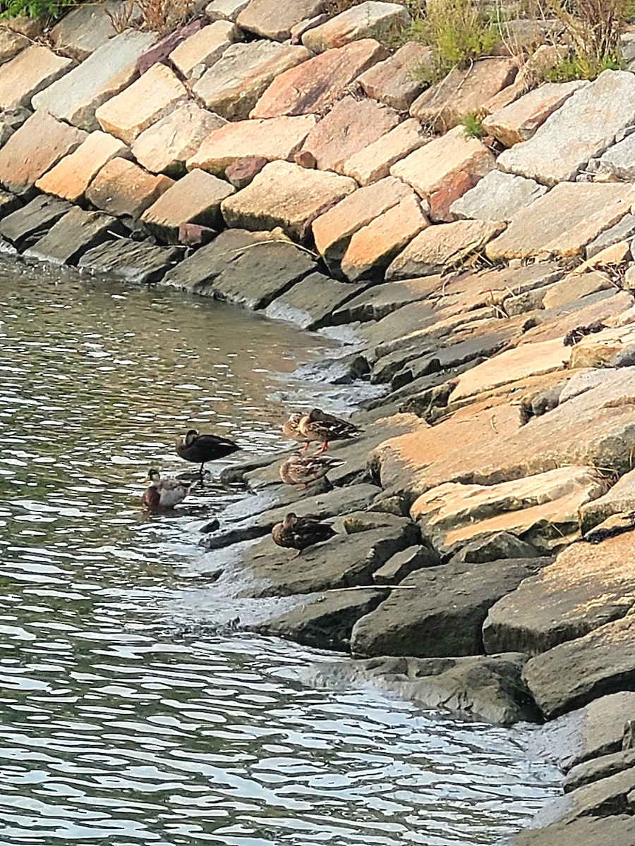 American Black Duck - ML642037280