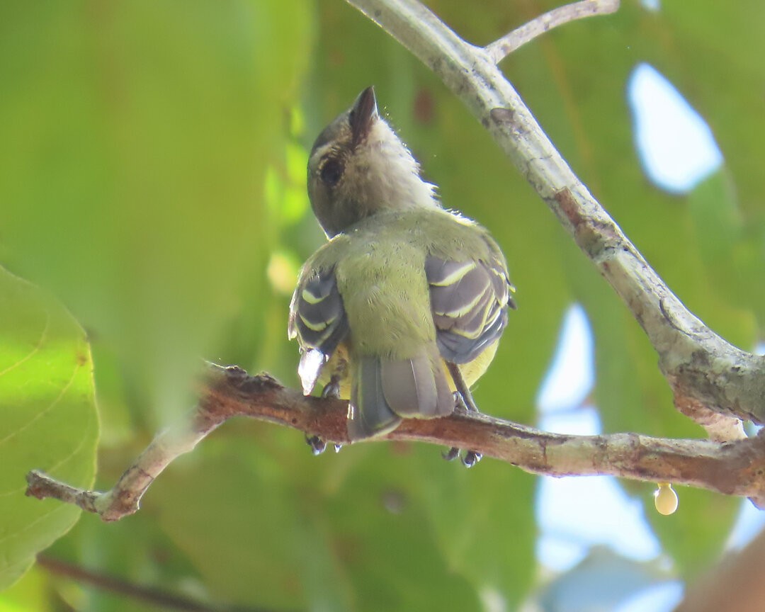 Yellow-crowned Tyrannulet - ML642037291