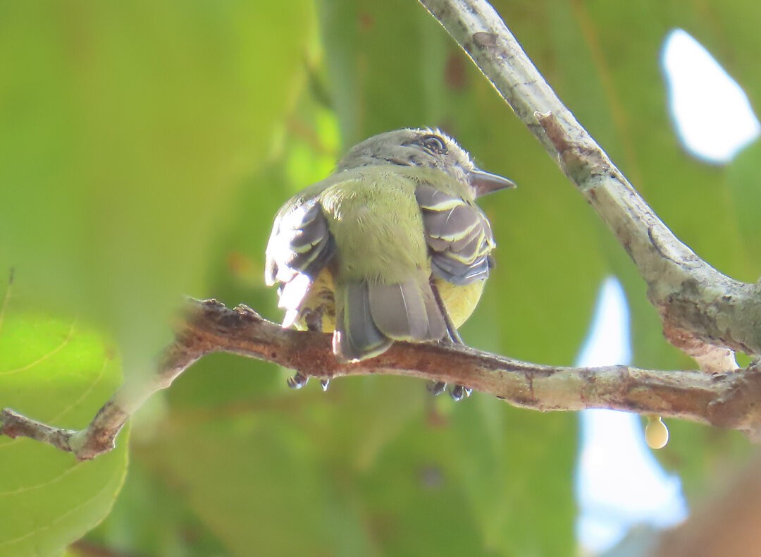 Yellow-crowned Tyrannulet - ML642037292