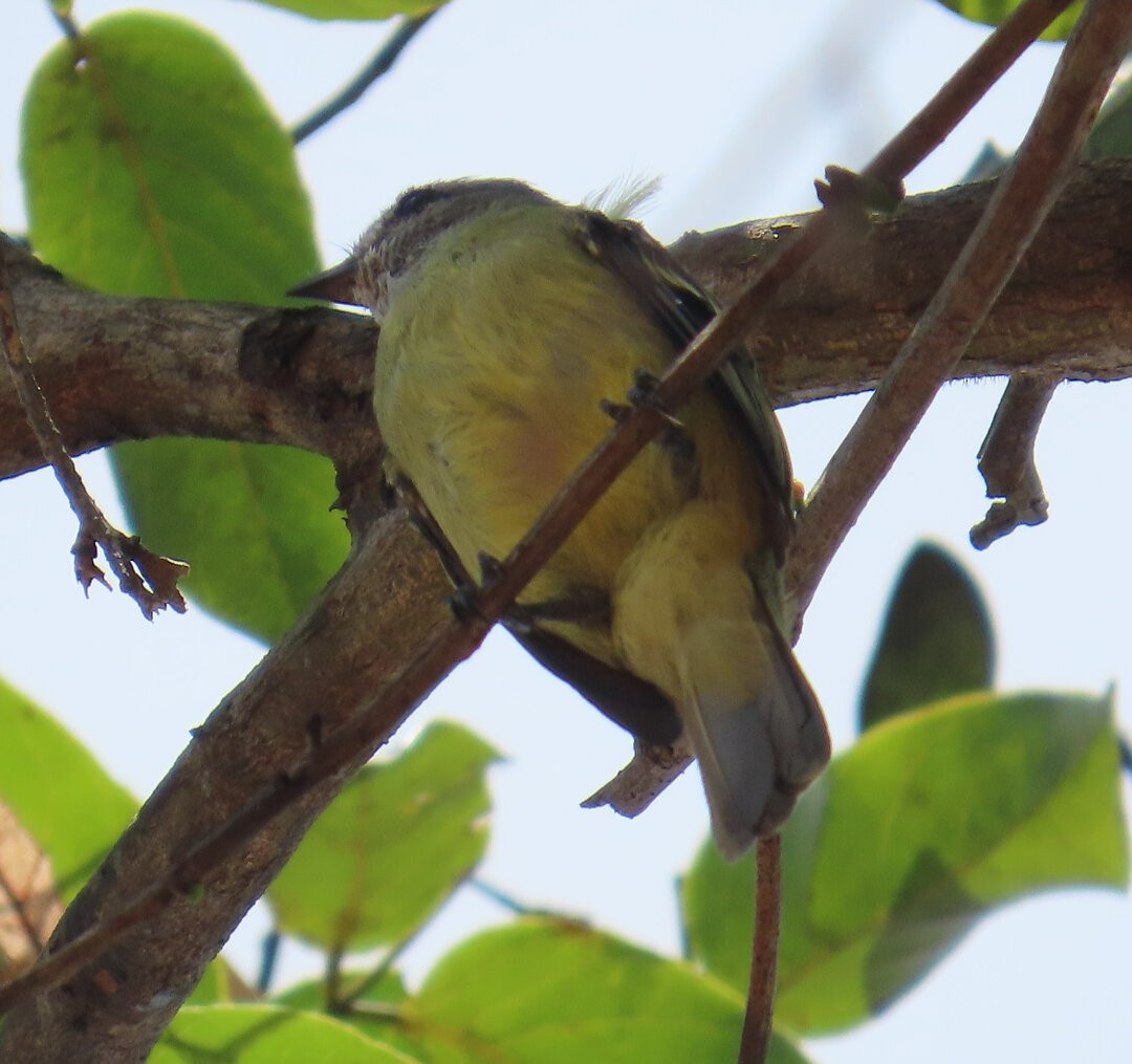 Yellow-crowned Tyrannulet - ML642037293