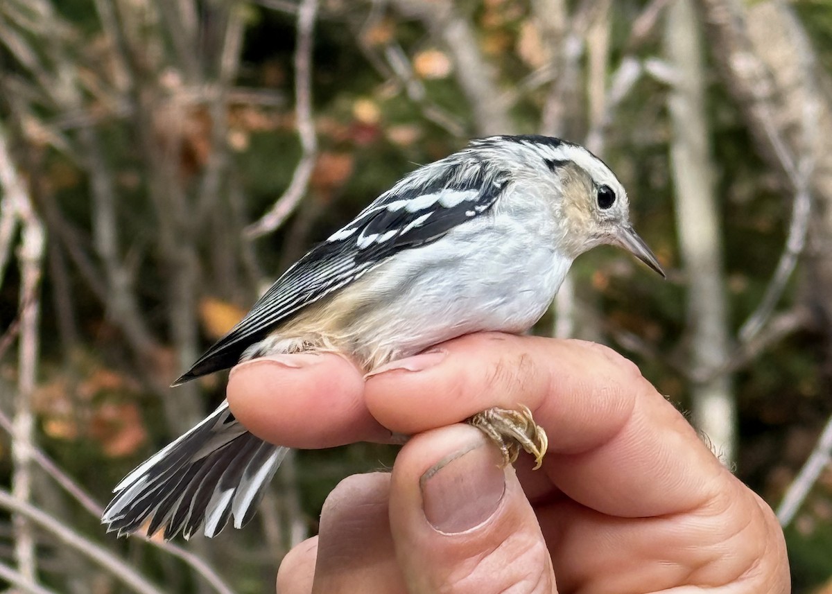 Black-and-white Warbler - ML642037306