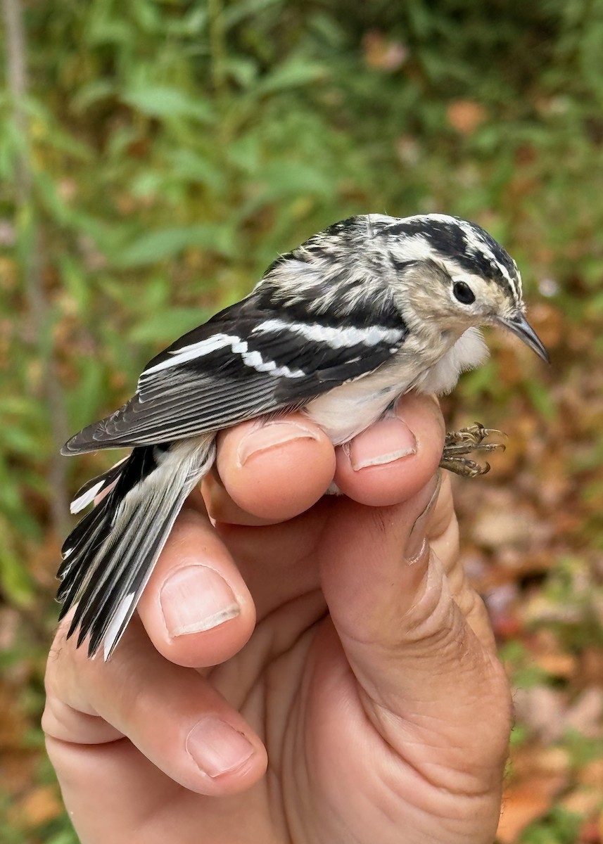 Black-and-white Warbler - ML642037307