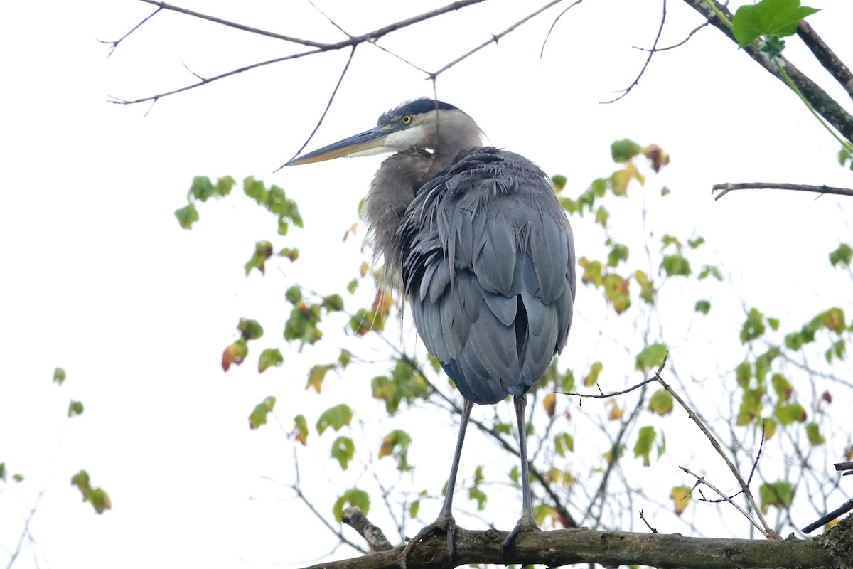Great Blue Heron - ML642037311