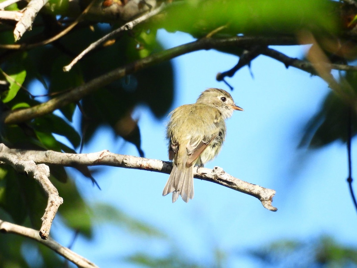 Least Flycatcher - ML642037312