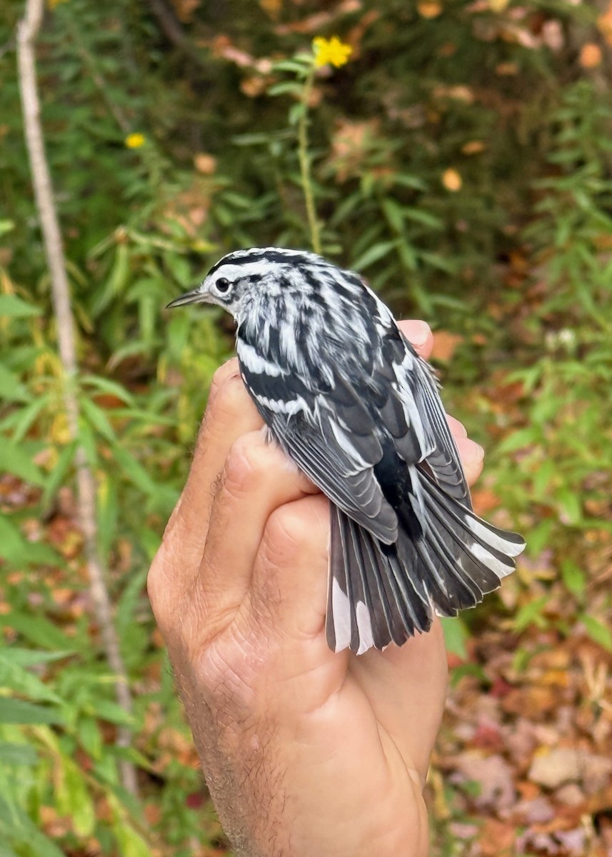Black-and-white Warbler - ML642037313