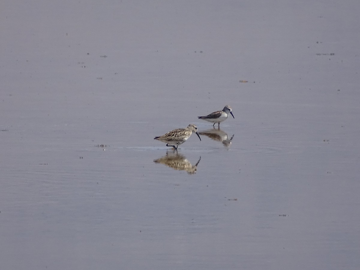 Dunlin - ML642037316