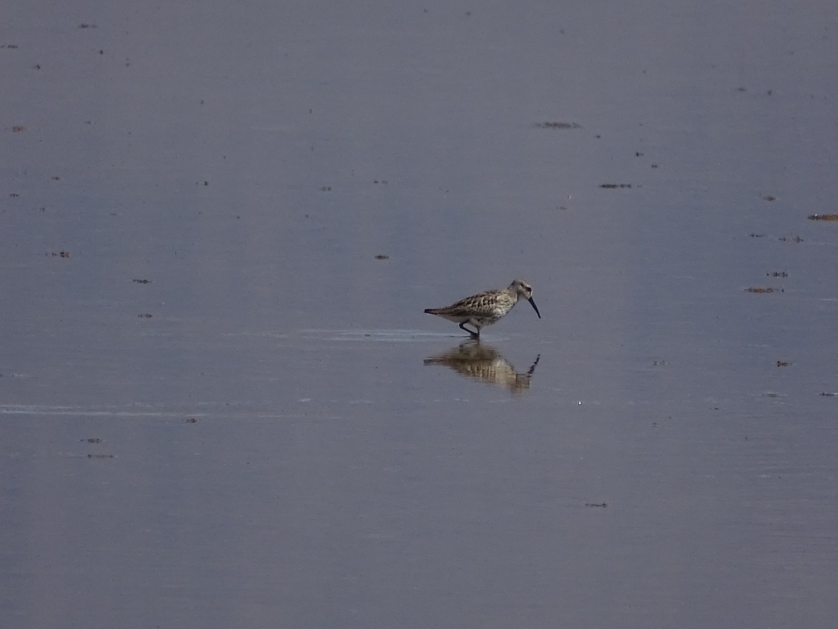 Dunlin - ML642037317