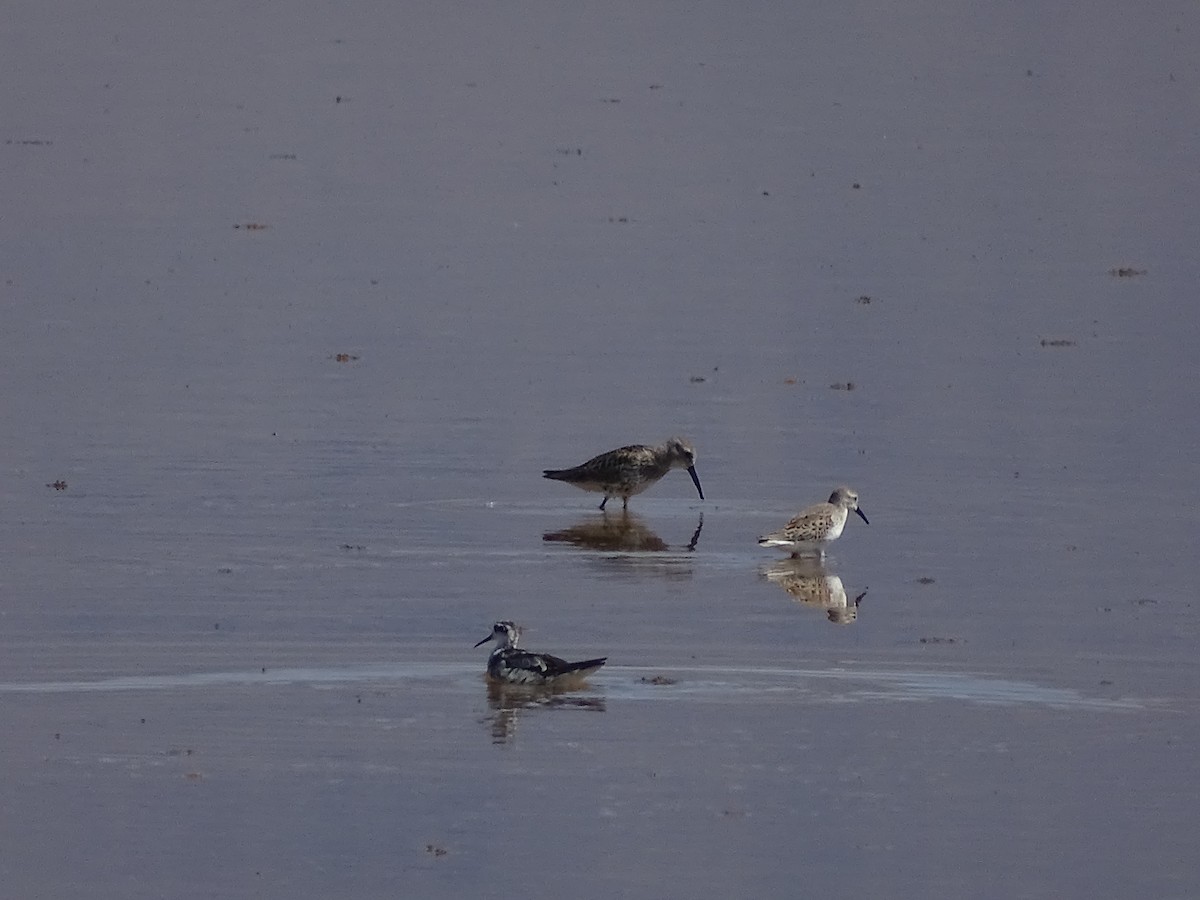 Dunlin - ML642037318