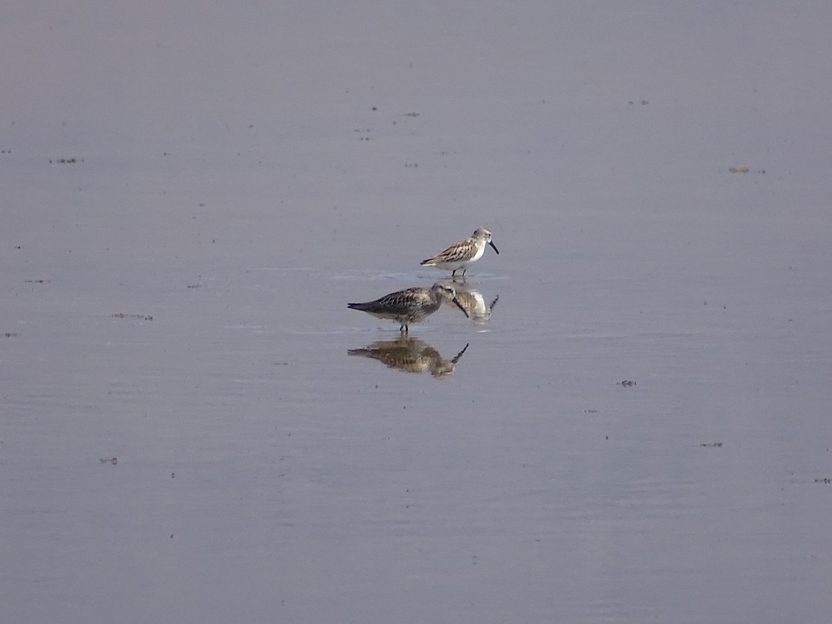 Dunlin - ML642037319