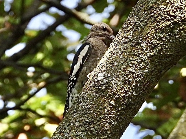 Yellow-bellied Sapsucker - ML642037320