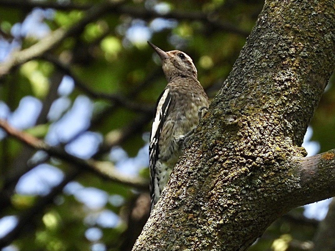 Yellow-bellied Sapsucker - ML642037321