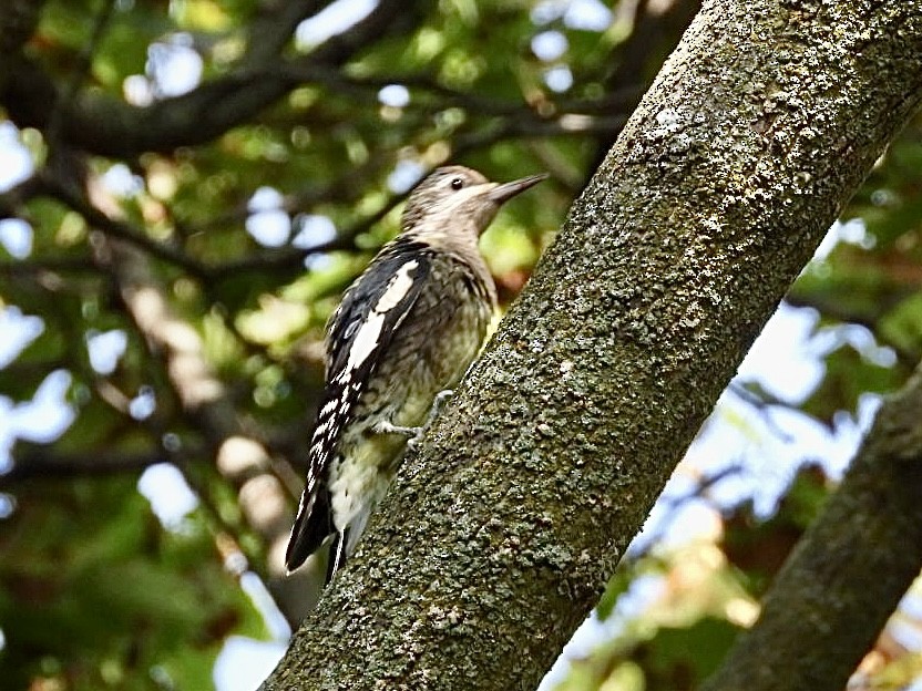 Yellow-bellied Sapsucker - ML642037323