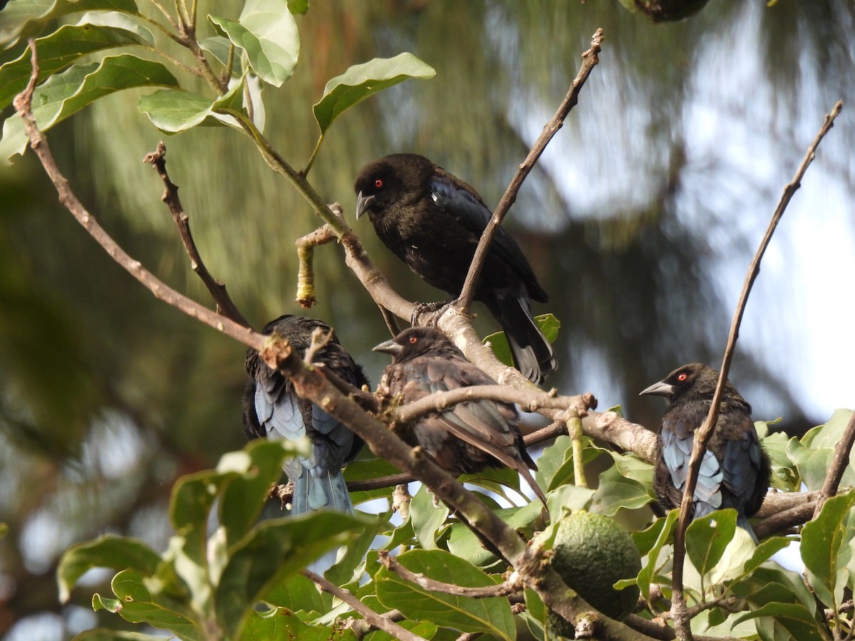 Bronzed Cowbird - ML642037324