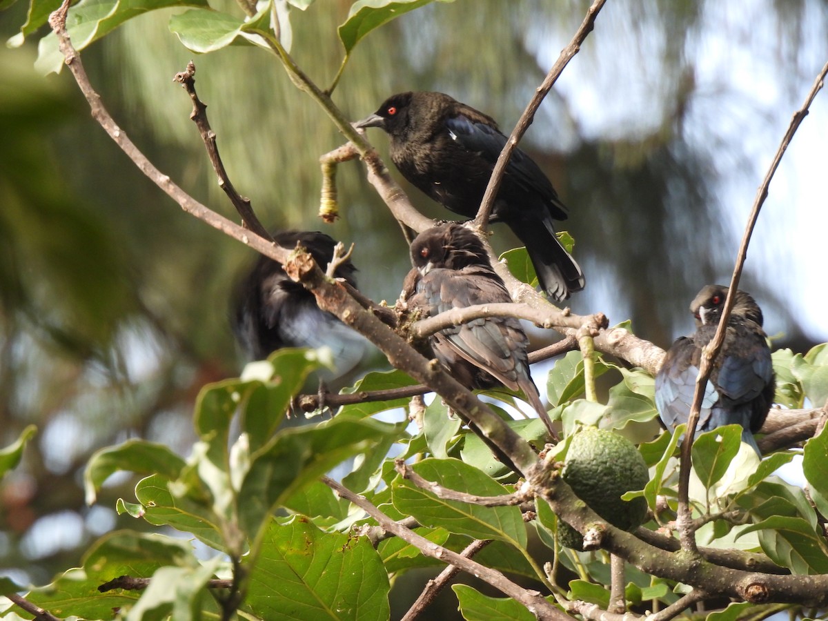 Bronzed Cowbird - ML642037325