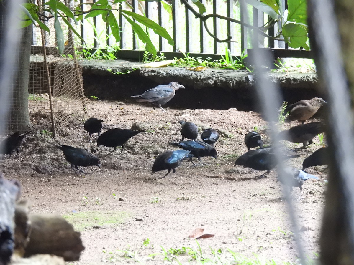 Bronzed Cowbird - ML642037326