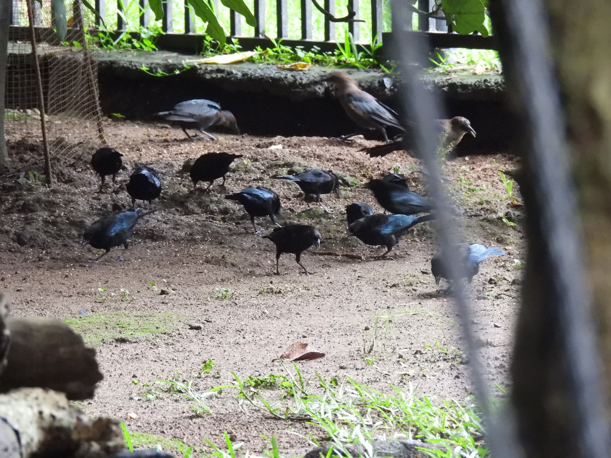 Bronzed Cowbird - ML642037327