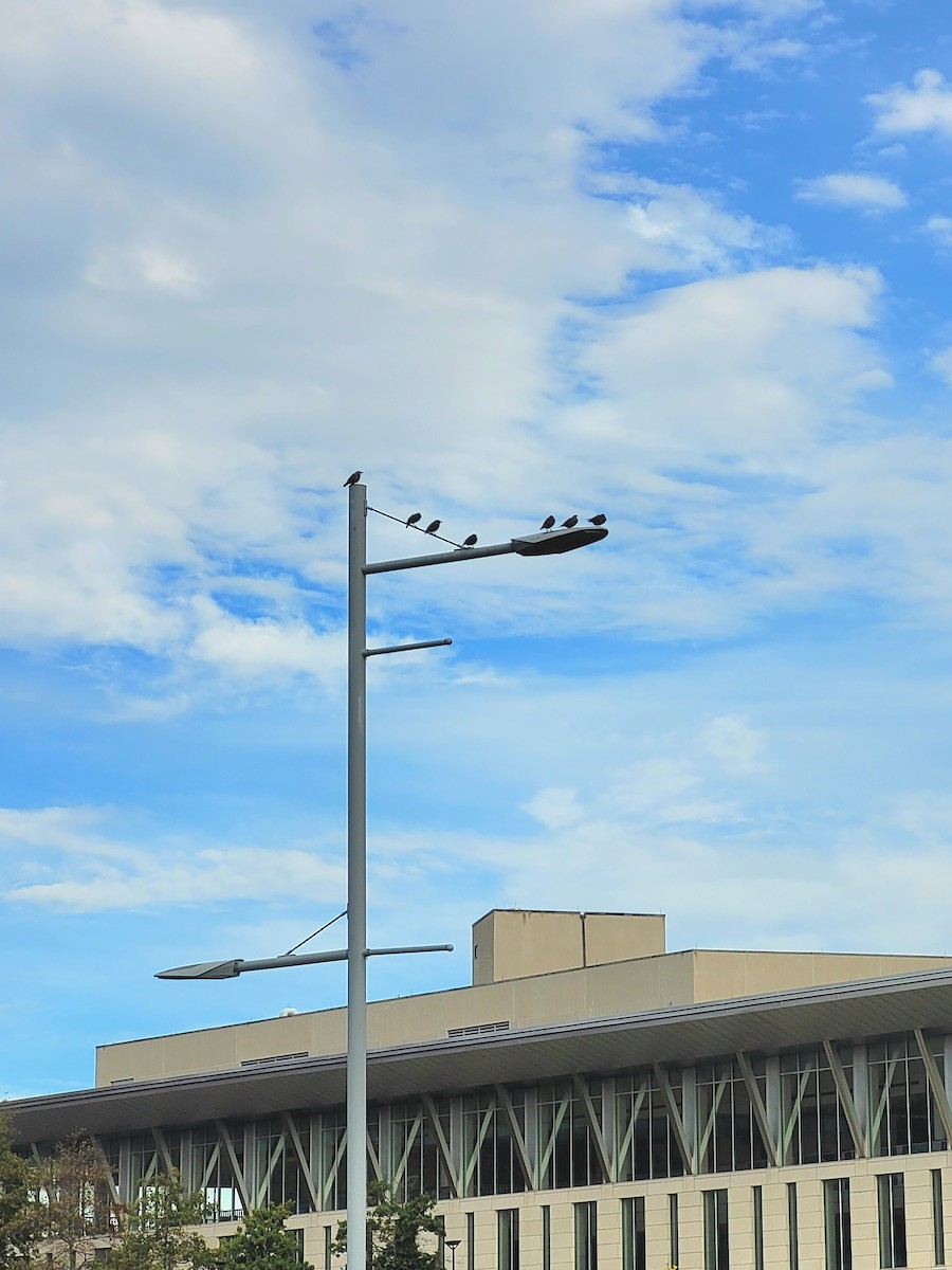 European Starling - ML642037328