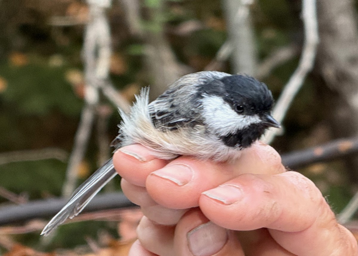 Black-capped Chickadee - ML642037336